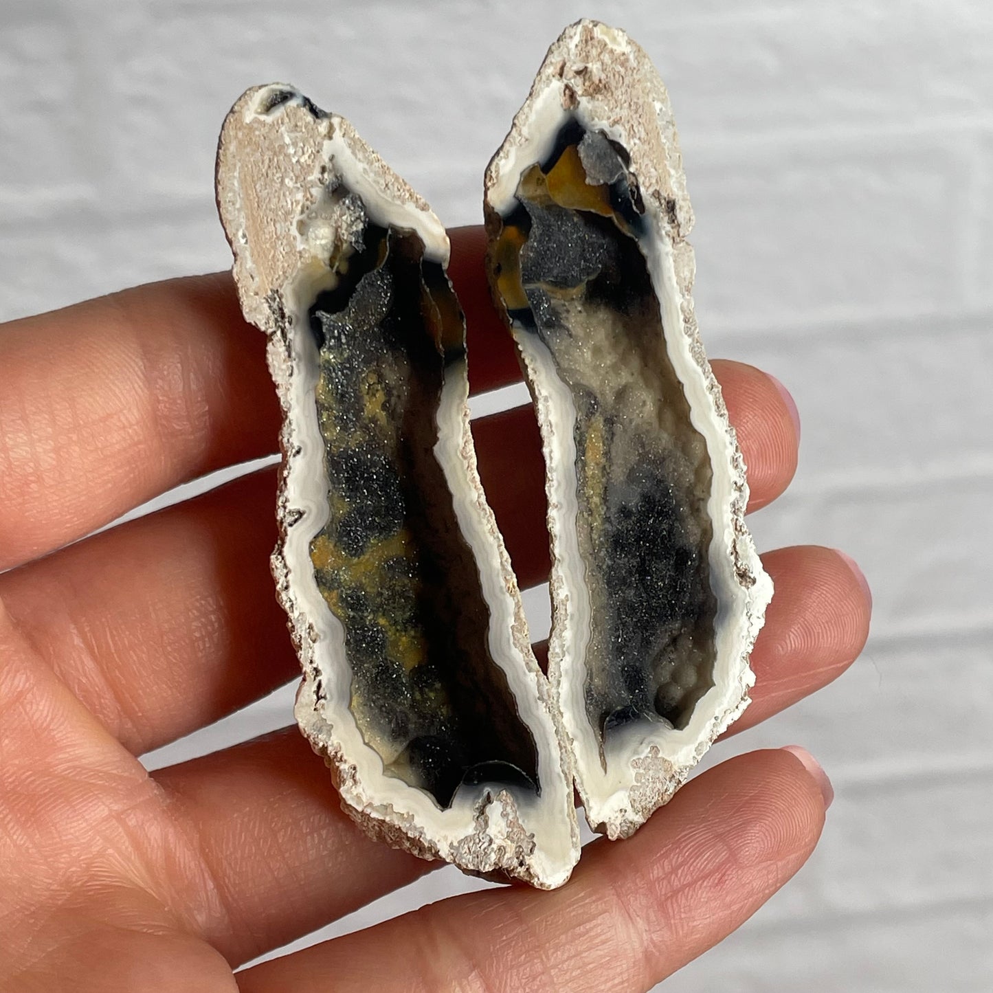 agatized fossil coral pair